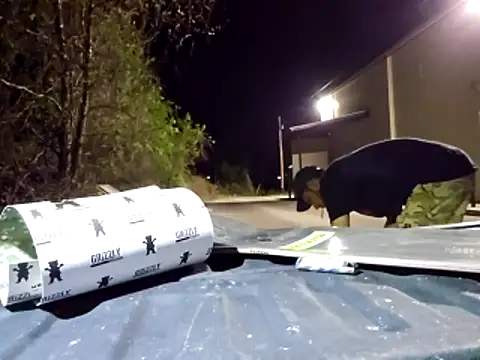 sloppytopkins online show from April 2026 06:07:02 AM