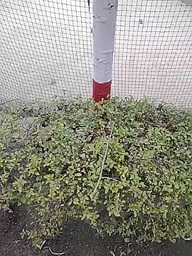 Snapshot of monty935 chatting on December 2025 11:41:02 AM monty935 online show from December 2025 11:41:02 AM