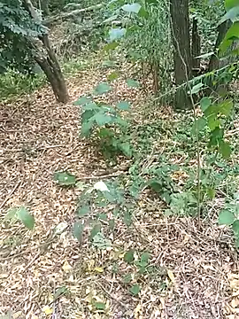 pegaso369 online show from October 2025 01:46:02 PM