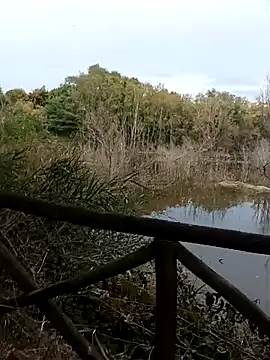 pegaso369 online show from October 2025 02:39:01 PM