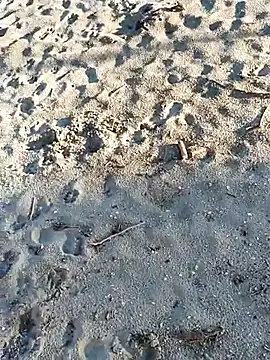 pegaso369 online show from November 2025 02:51:02 PM