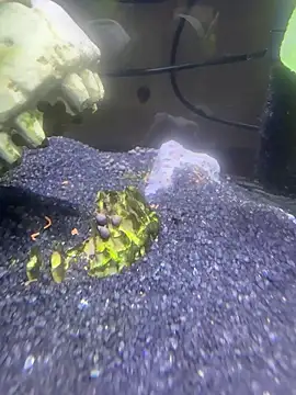 Snapshot of saumon3022 chatting on February 2026 09:13:01 AM saumon3022 online show from February 2026 09:13:01 AM