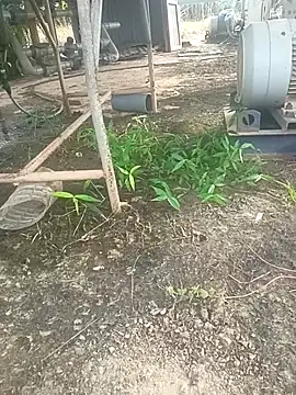 Snapshot of sima024 chatting on November 2025 07:52:02 AM sima024 online show from November 2025 07:52:02 AM