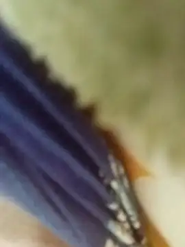 desi boudi87 online show from January 2026 09:34:02 AM