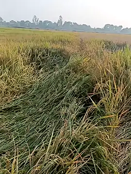 Snapshot of pus_ylover chatting on November 2025 10:14:01 AM pus ylover online show from November 2025 10:14:01 AM