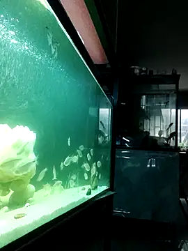 kata 77 online show from October 2025 03:48:01 AM