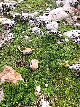 Sert erkek21 ysm online show from March 2026 01:17:01 PM