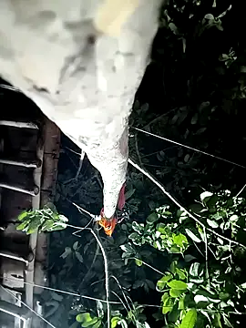Snapshot of JYRR25 chatting on May 2026 06:20:01 PM JYRR25 online show from May 2026 06:20:01 PM
