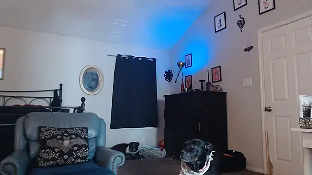 Snapshot of ImKatMeow chatting on February 2026 05:17:01 PM ImKatMeow online show from February 2026 05:17:01 PM