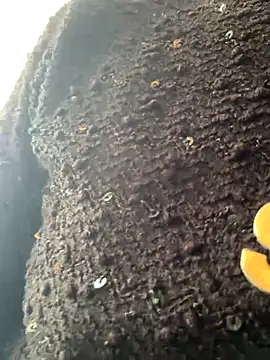 Emily-y online show from December 2025 03:12:01 AM