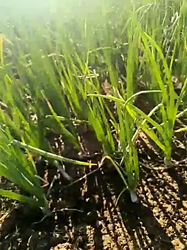 devil boy 0909 online show from March 2026 02:50:01 AM