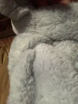 Snapshot of bi-bo123 chatting on January 2026 01:19:01 AM bi-bo123 online show from January 2026 01:19:01 AM