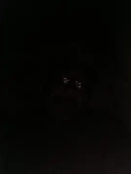 bruno 324278 online show from May 2026 02:53:02 AM