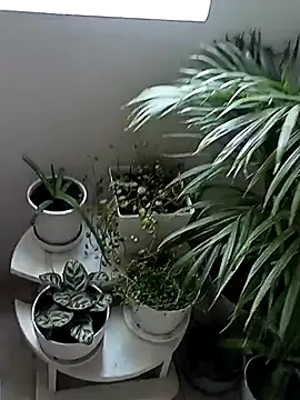 Rouse hot  online show from January 2026 06:09:01 PM