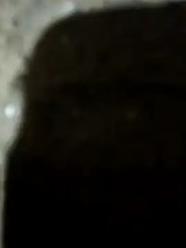 Karisma ji online show from January 2026 03:25:02 PM