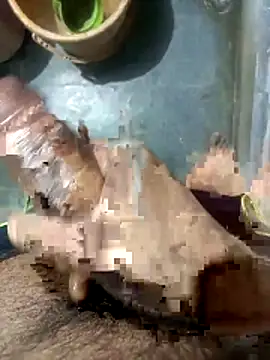 xhanm online show from April 2026 05:41:02 PM