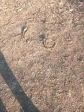 diwanamastan999 online show from January 2026 10:41:02 AM