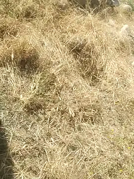 DanielGr27 online show from December 2025 07:10:01 PM