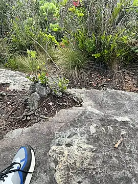 toritoga online show from March 2026 06:36:01 PM