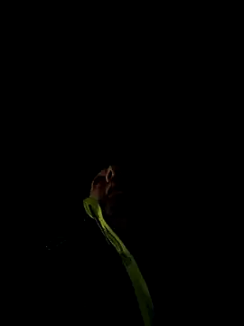 marcoboss online show from December 2025 10:26:01 PM