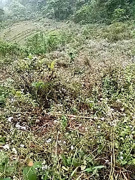 seacyre online show from April 2026 12:44:02 AM