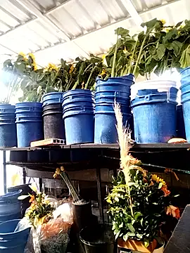 Almeyjose online show from January 2026 02:44:02 PM