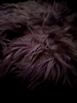 LilithAngle online show from January 2026 07:46:01 AM