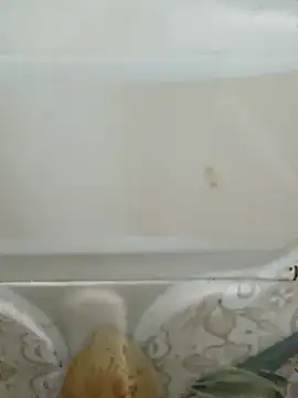 Pagelboy 089 online show from March 2026 03:05:04 PM