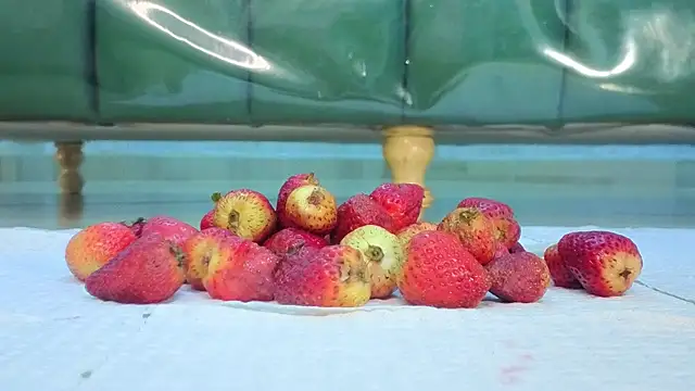 zarcasutra t online show from March 2026 12:49:01 PM