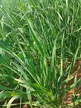 Snapshot of Kirti_sexy chatting on January 2026 09:25:01 AM Kirti sexy online show from January 2026 09:25:01 AM