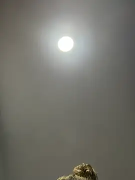 Snapshot of Angelicalove07 chatting on March 2026 04:03:01 AM Angelicalove07 online show from March 2026 04:03:01 AM