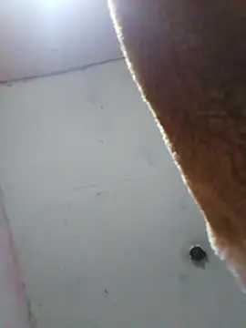 cobrosdepagos online show from April 2026 08:04:02 AM