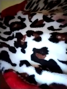 Sia9t online show from April 2026 02:30:01 PM