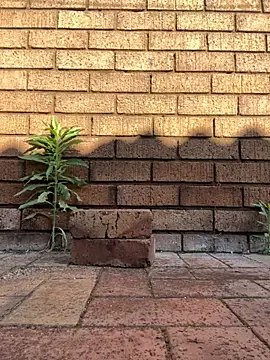 ZeusBlackDick online show from November 2025 04:58:02 AM