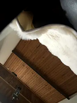 odbodu online show from November 2025 08:52:01 PM