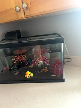 lovely beast online show from December 2025 06:13:02 PM