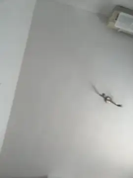 Snapshot of itsCassie chatting on October 2025 01:00:02 PM itsCassie online show from October 2025 01:00:02 PM