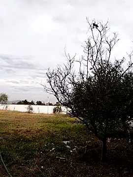 Snapshot of Chacal_Armyy chatting on March 2026 11:20:01 PM Chacal Armyy online show from March 2026 11:20:01 PM