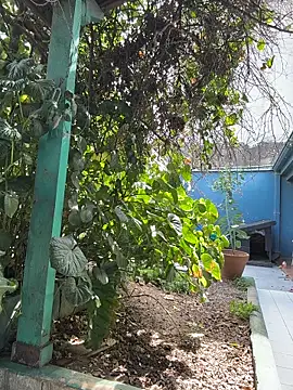 sofy alone online show from March 2026 05:18:02 PM