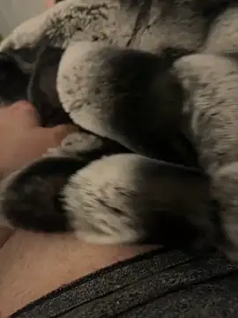 Snapshot of Furdale chatting on December 2024 04:20:01 PM Furdale online show from December 2024 04:20:01 PM