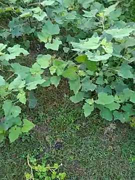 Snapshot of priyabhabhi_99 chatting on September 2025 01:27:01 AM priyabhabhi 99 online show from September 2025 01:27:01 AM