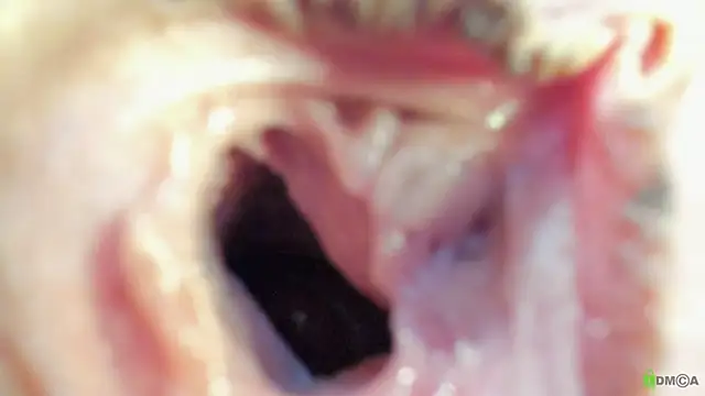 Courtney Luv online show from September 2025 02:51:01 PM