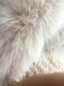 Snapshot of Feral_berry_8133 chatting on December 2024 06:20:01 AM Feral berry 8133 online show from December 2024 06:20:01 AM