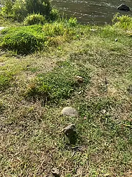 MAHKE12 online show from September 2025 11:15:02 AM