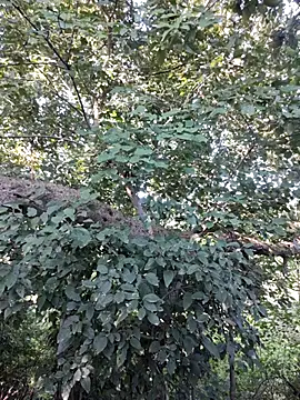 Rinku5553 online show from October 2025 03:05:02 AM