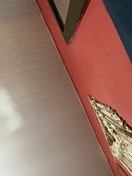 pimenta gaby online show from October 2025 01:01:01 PM