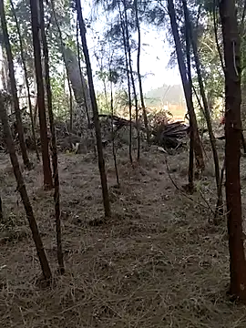 Snapshot of Gopal1243 chatting on February 2025 02:15:02 AM Gopal1243 online show from February 2025 02:15:02 AM