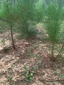 Gopal1243 online show from November 2025 02:11:01 AM