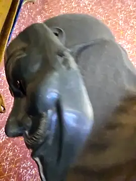 SugarNdBrownie online show from February 2026 09:29:01 PM