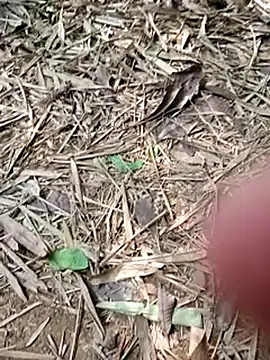 Blanco2023 online show from February 2025 06:02:02 PM